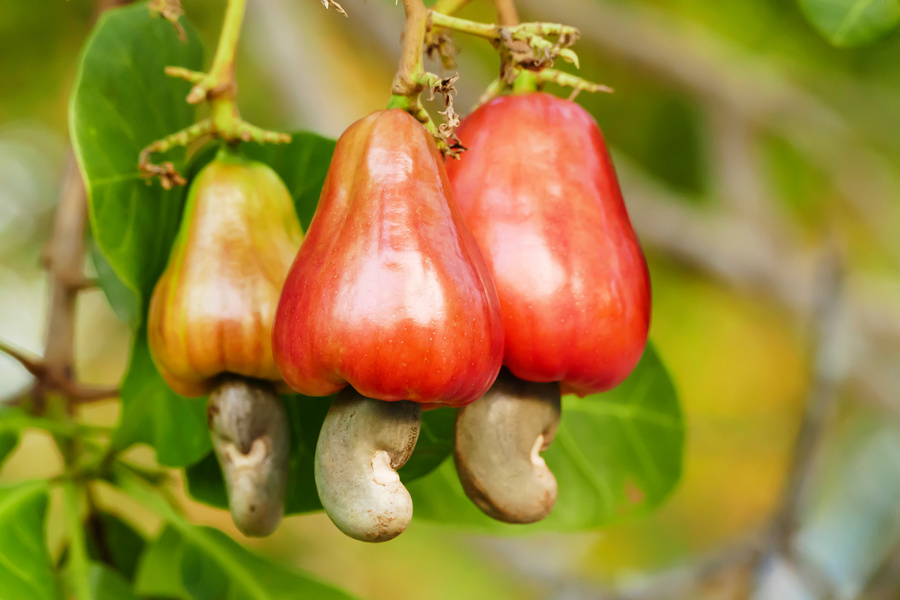 Cashew farmer inspecting cashew apples on tree Brong-Ahafo Ghana