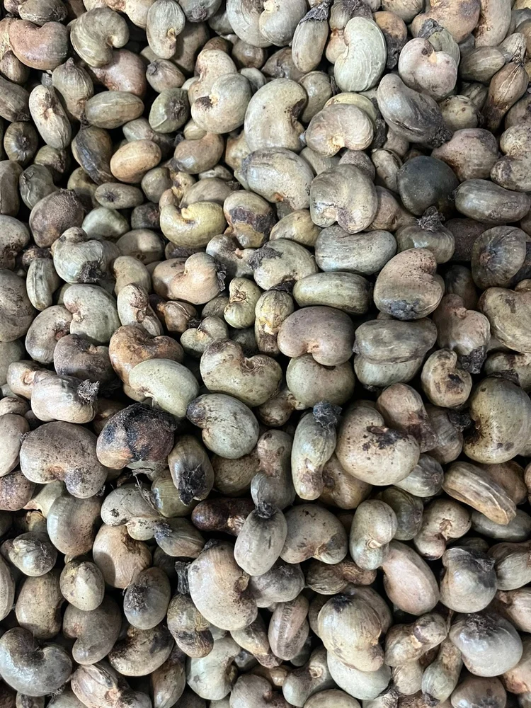 Ghana raw cashew nuts bulk supply wholesale