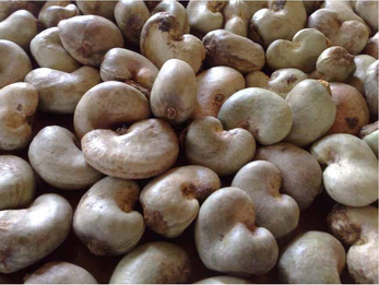 Bulk raw cashew nuts supplier Ghana
