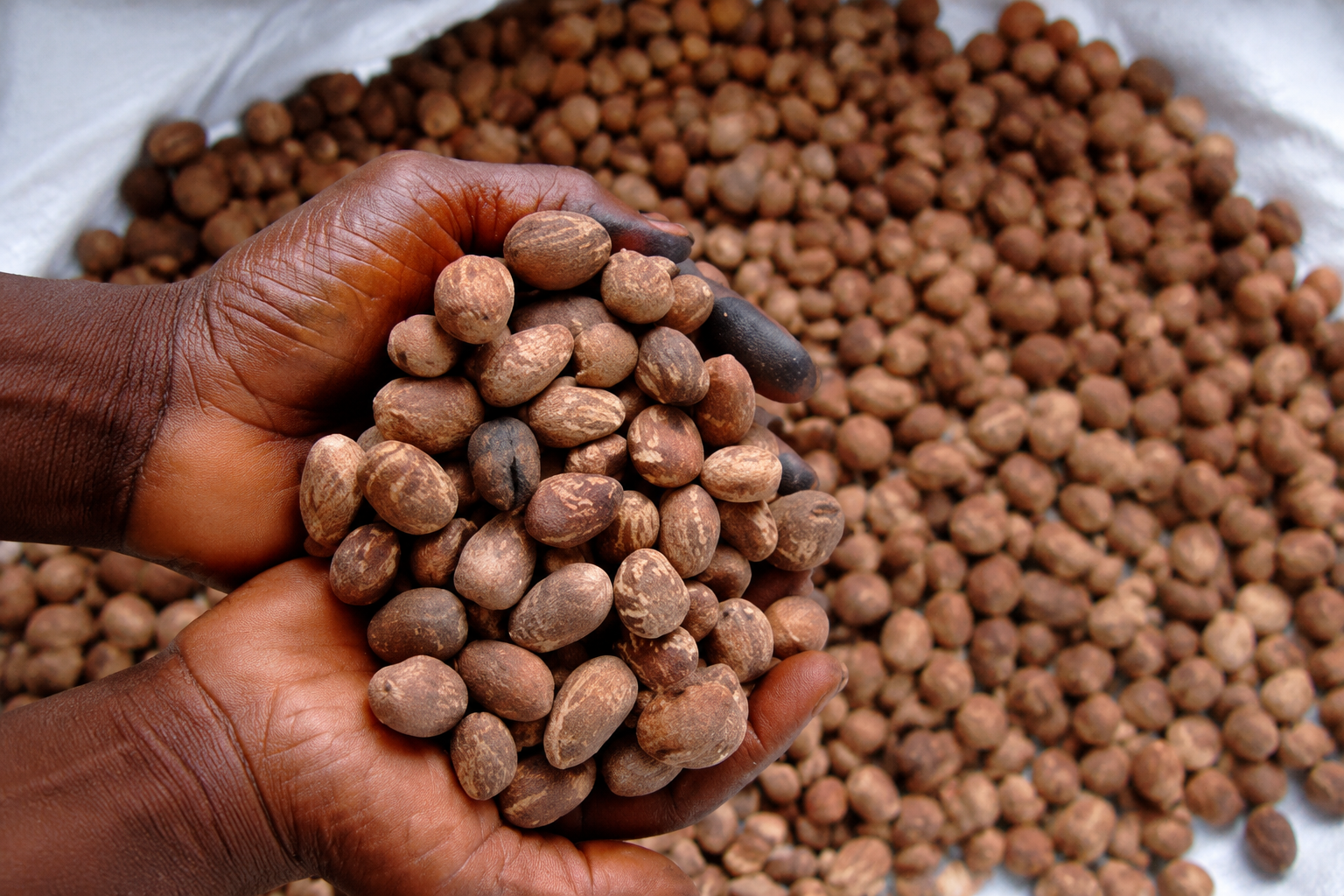 Women harvesting shea nuts Northern Ghana community farmers