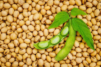 Non-GMO yellow soybeans bulk supply West Africa