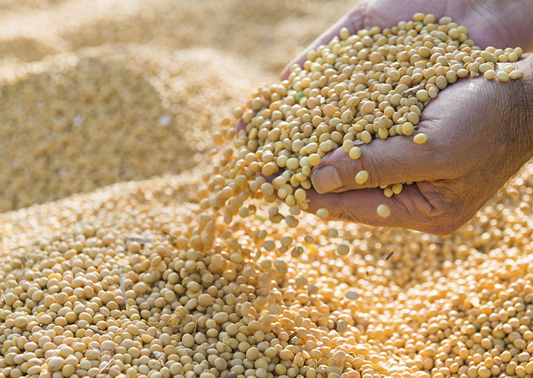 Soybean preparation parley West Africa export